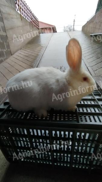 Rabbits for sale