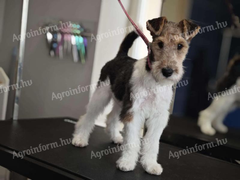 Cățeluș fox terrier cu păr sârmos de vânzare