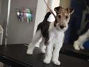 Wirehaired fox terrier puppy for sale