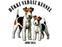 Cățeluș fox terrier cu păr sârmos de vânzare