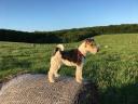 Wirehaired fox terrier puppy for sale