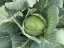 Flat cabbage