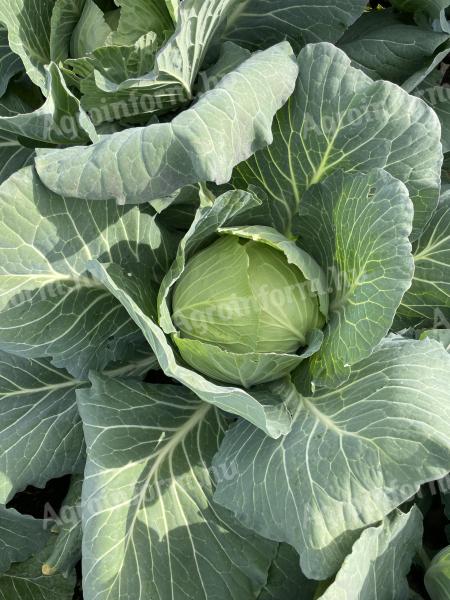 Flat cabbage