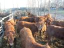 Animal care - Barbo Cattle Kft