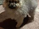 Nice purebred character spitz