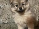 Nice purebred character spitz