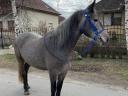 Hobby mare, small horse