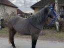 Hobby mare, small horse