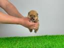 pedigree Pomeranian dwarf spitz mascul catelus