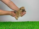 pedigree Pomeranian dwarf spitz mascul catelus