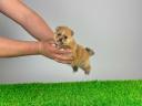 pedigree Pomeranian dwarf spitz mascul catelus