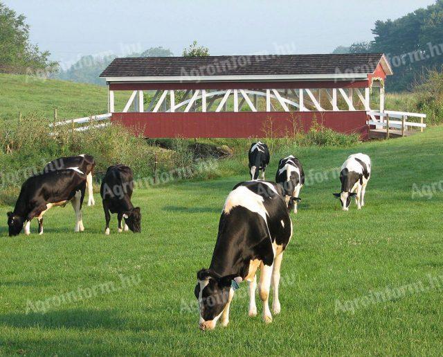 Căutăm pentru îngrijirea animalelor sau muncă în agricultură