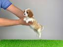 Pedigree blenheim Cavalier King Charles spaniel catelus