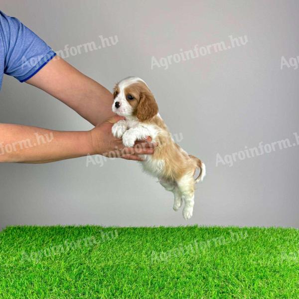 Pedigree blenheim Cavalier King Charles spaniel catelus