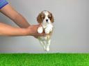 Pedigree blenheim Cavalier King Charles spaniel catelus