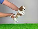 Pedigree blenheim Cavalier King Charles spaniel catelus