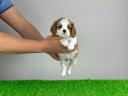 Pedigree blenheim Cavalier King Charles spaniel catelus