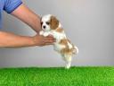 Pedigree blenheim Cavalier King Charles spaniel catelus