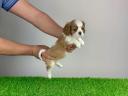 Pedigree blenheim Cavalier King Charles spaniel catelus