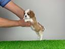 Pedigree blenheim Cavalier King Charles spaniel catelus