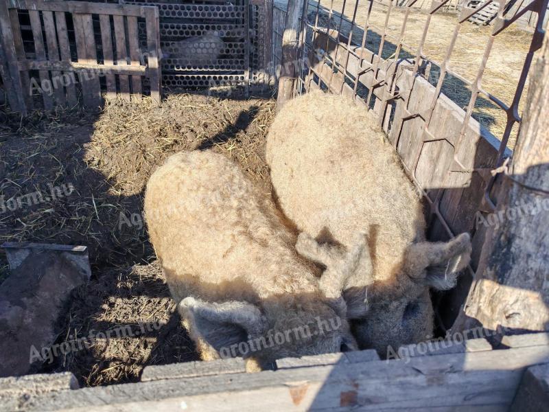 Turmă de porci de fermă