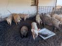 Farm pig herd