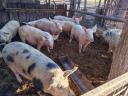 Farm pig herd