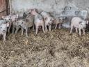 Farm pig herd