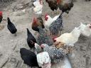 Roosters for sale