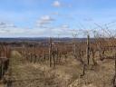 Vineyard for sale