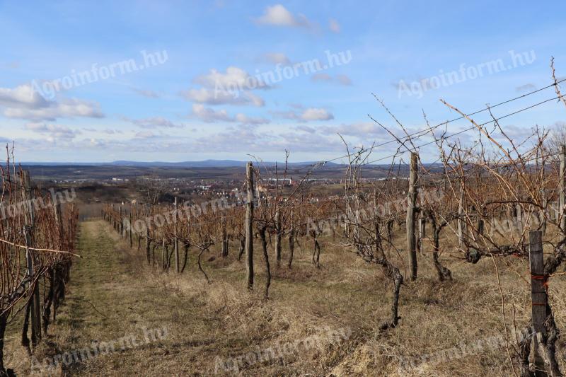 Vinograd za prodajo