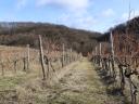 Vineyard for sale