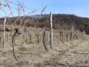 Vineyard for sale