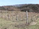 Vineyard for sale