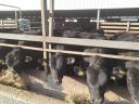 83 breeding bulls for sale