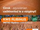 KWS RUBINUS ziarno sorgo, wczesne dojrzewanie, czerwone ziarno