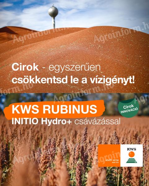 KWS RUBINUS grain sorghum seed, early maturing, red grain