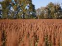 KWS RUBINUS grain sorghum seed, early maturing, red grain