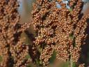 KWS RUBINUS grain sorghum seed, early maturing, red grain