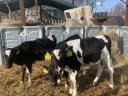 3 Holstein Friesian Färsen zu verkaufen