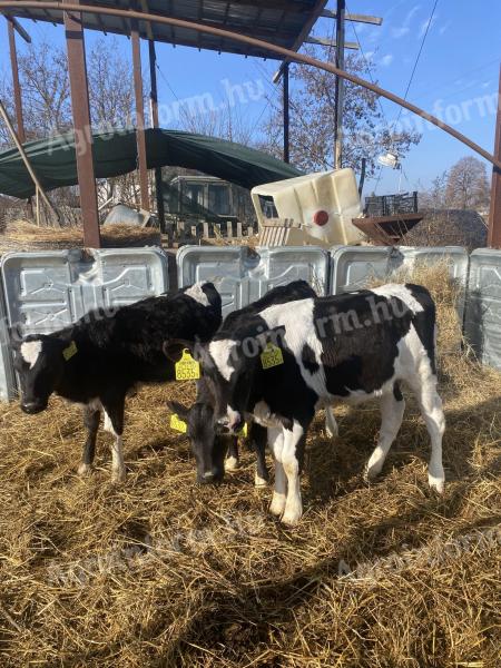 3 Holstein Friesian Färsen zu verkaufen