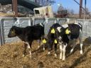 3 Holstein Friesian Färsen zu verkaufen