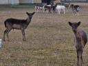 Pair of black she-calf lambs for sale