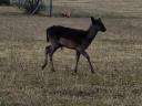 Pair of black she-calf lambs for sale