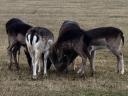 Pair of black she-calf lambs for sale