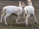 Pair of black she-calf lambs for sale