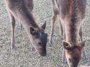 Pair of black she-calf lambs for sale