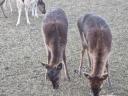 Pair of black she-calf lambs for sale