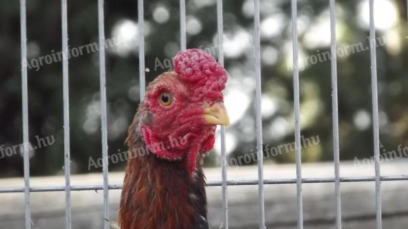 Breeding eggs available from Ko-shamo dwarf poultry