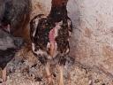 Breeding eggs available from Ko-shamo dwarf poultry